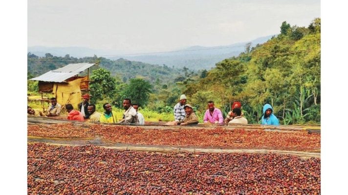 کشت قهوه اتیوپی