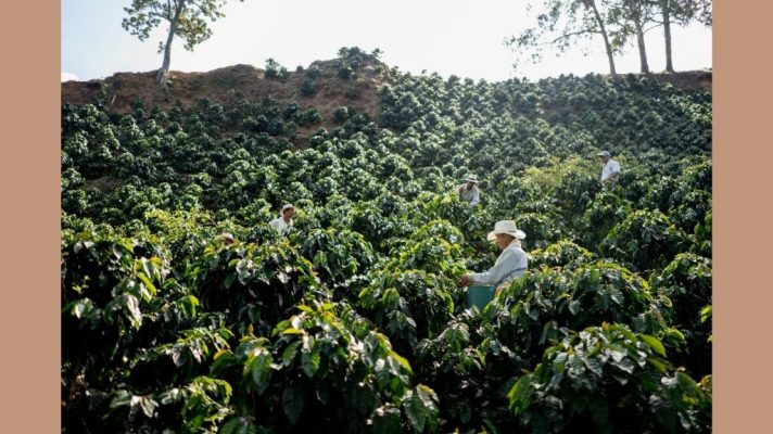 کشت قهوه کلمبیا